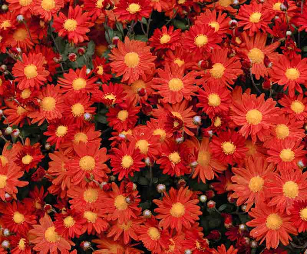 Chrysanthemum 'Overture', Garden Mum 'Overture', Florist's Mum 'Overture', Hardy Garden Mum Overture, Dendranthema Overture, Red Chrysanthemum, Fall Flowers